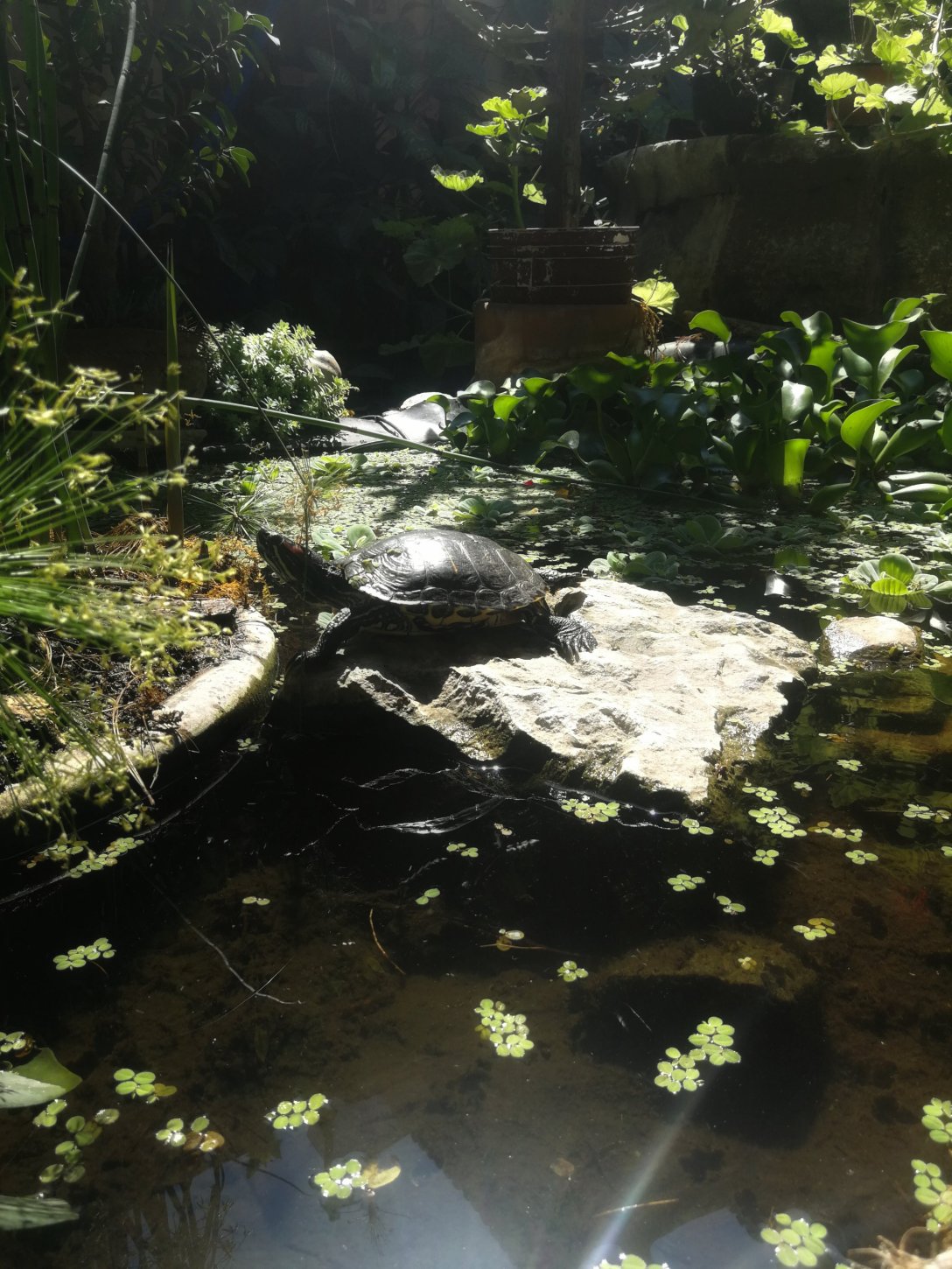 Skildpadde En skildpadde på vores hostel